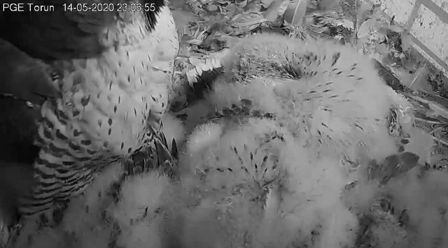 WebCam Toruń PGE. Male Piernik (2 AD (2015) & Female Katarzynka (?) vanaf 21 aug. Man 9 / BK( 2019) & Vrouw Katarzynka (?) - Pagina 3 Przechwytywanie-w-trybie-pe-noekranowym-14-05-2020-230726