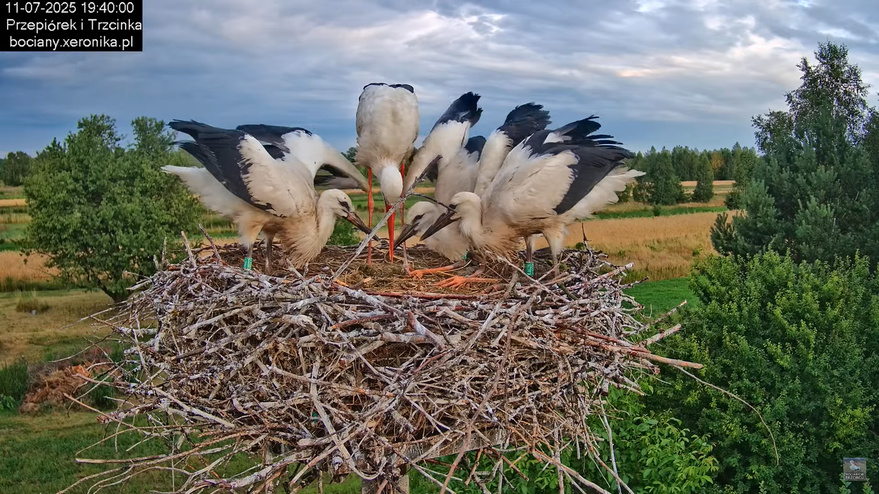 11072025bociany47