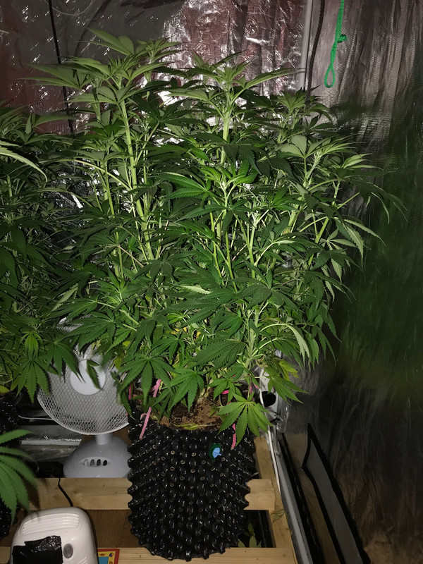 628C6F03-7CE2-419B-8D40-90127B091214