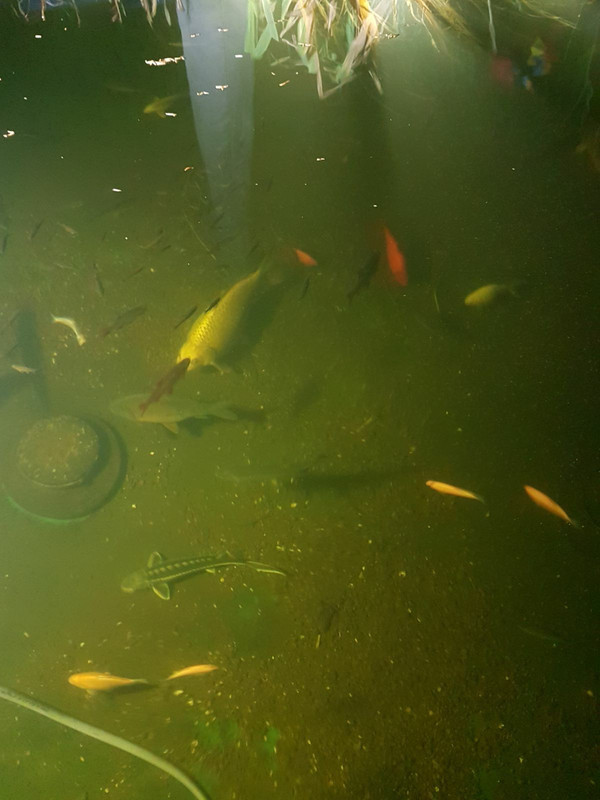 26758370_10215418383634313_3875551307442929519_o