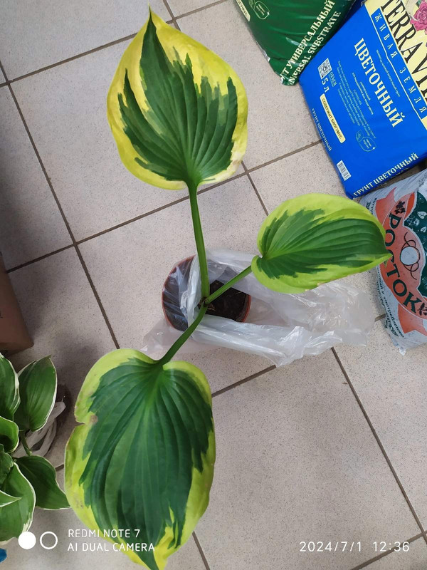 изображение_viber_2024-07-01_13-01-46-734