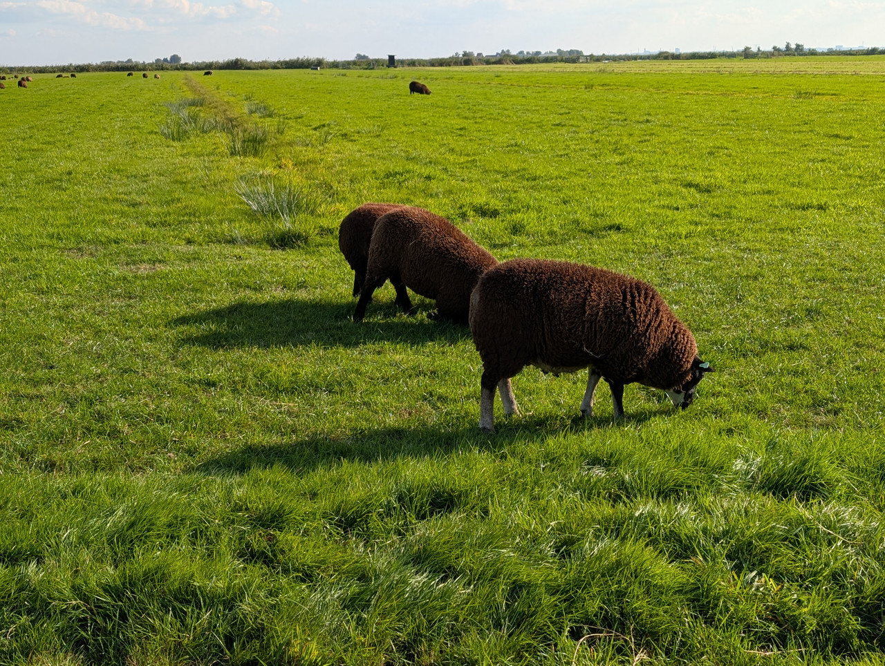 Трое в Амстердаме, не считая собаки. Переезд в Нидерланды.