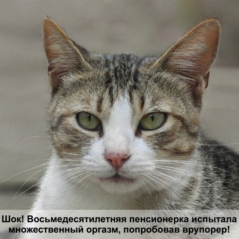 кошки с гипоаллергенной шерстью