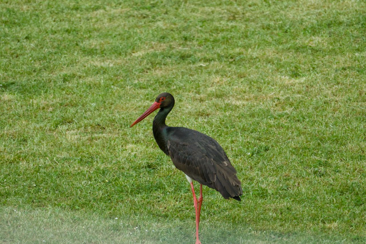 DSC04604