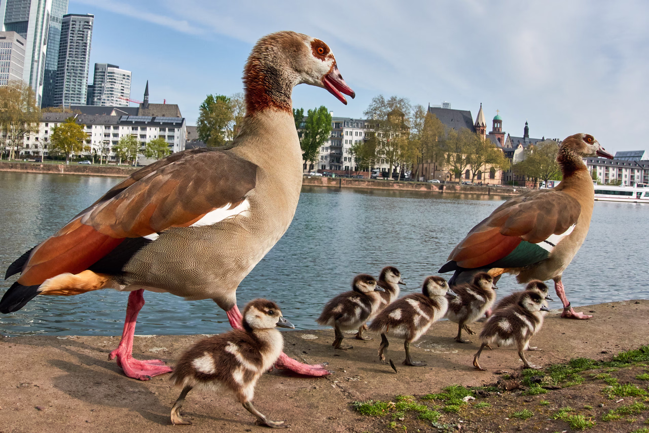 Out for a morning walk seven goslings and their parents stroll along the bank of the Main in Frankf