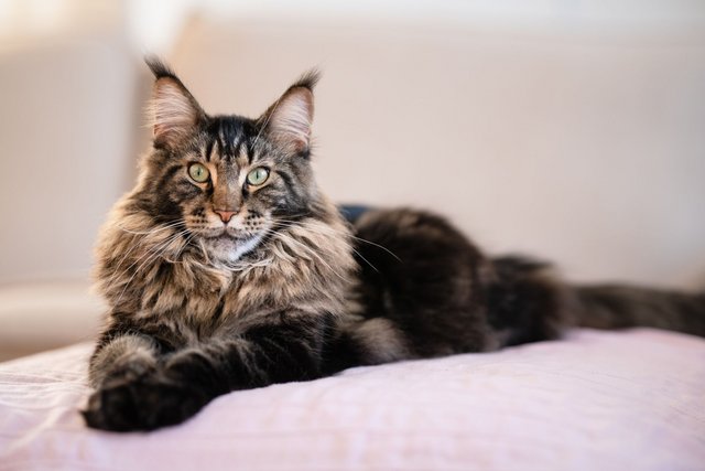 Maine-Coon-Getty-Images-1189893683-e0ff70596b3b4f0687ba573e5a671f74.jpg