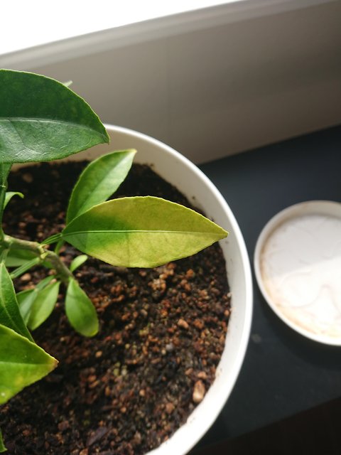 signal-2024-06-25-172735_004