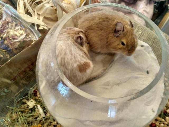 выст В 22.04.17 13