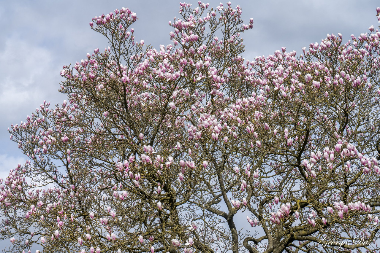 650940075-26083799514647036-3817747450835166610-n