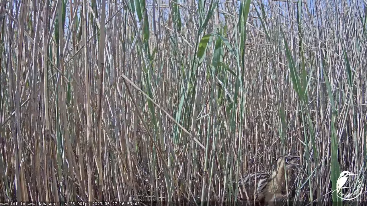 Lielais dumpis (Botaurus stellaris) Engurē - LDF tiešraide 10-27-14 screenshot