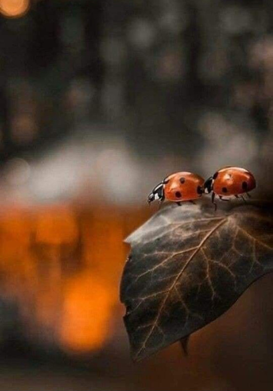 Screenshot_20231113_010244_Pinterest