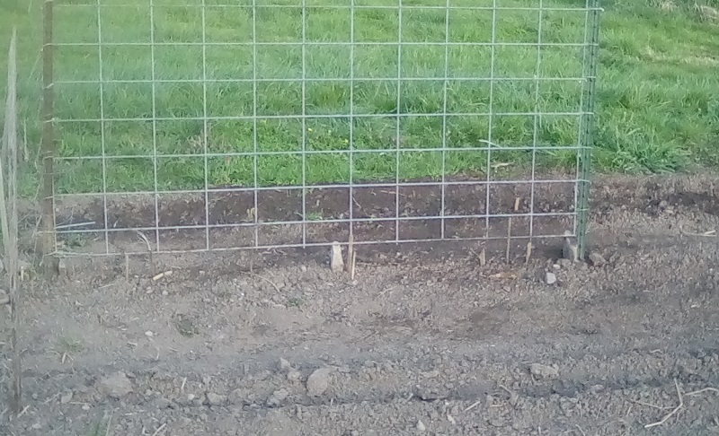 Left pea trellis Sugar Magnolia Sugar Snap 4-6-2020