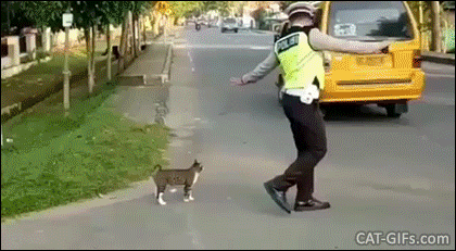 Amazing-Cat-GIF-Indonesian-road-traffic-officer-stopping-oncoming-cars-and-motorcycles-to-let-a-ca.gif
