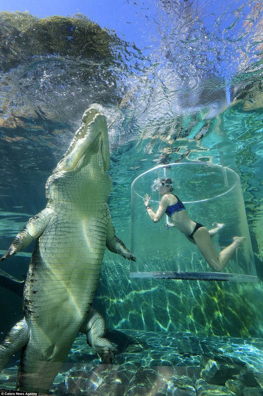 greencroc.jpg