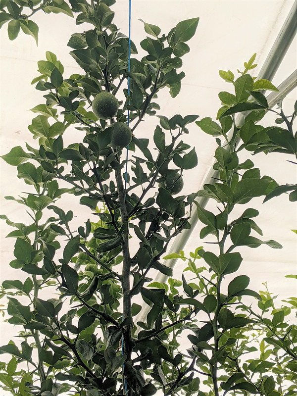 5 star citrumelo first fruit