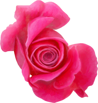 Rose06