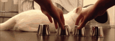 tumblr-ply693-TTBy1x1rzago1-400.gif