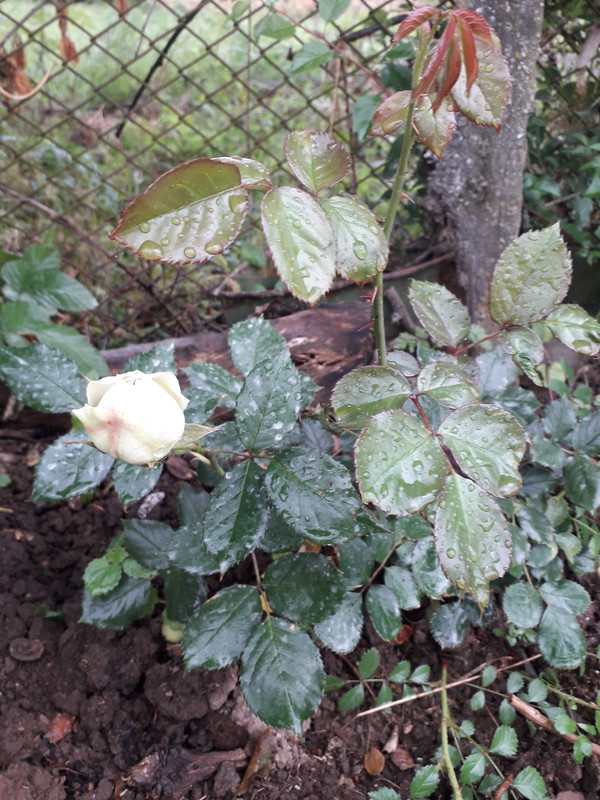 20190524_092153