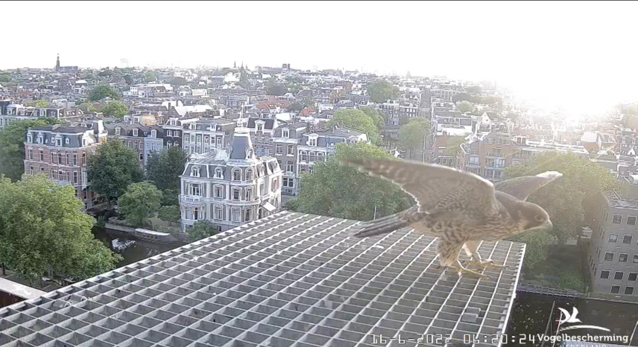 Amsterdam/Rijksmuseum screenshots © Beleef de Lente/Vogelbescherming Nederland - Pagina 27 Video-2022-06-16-062744-Moment-3