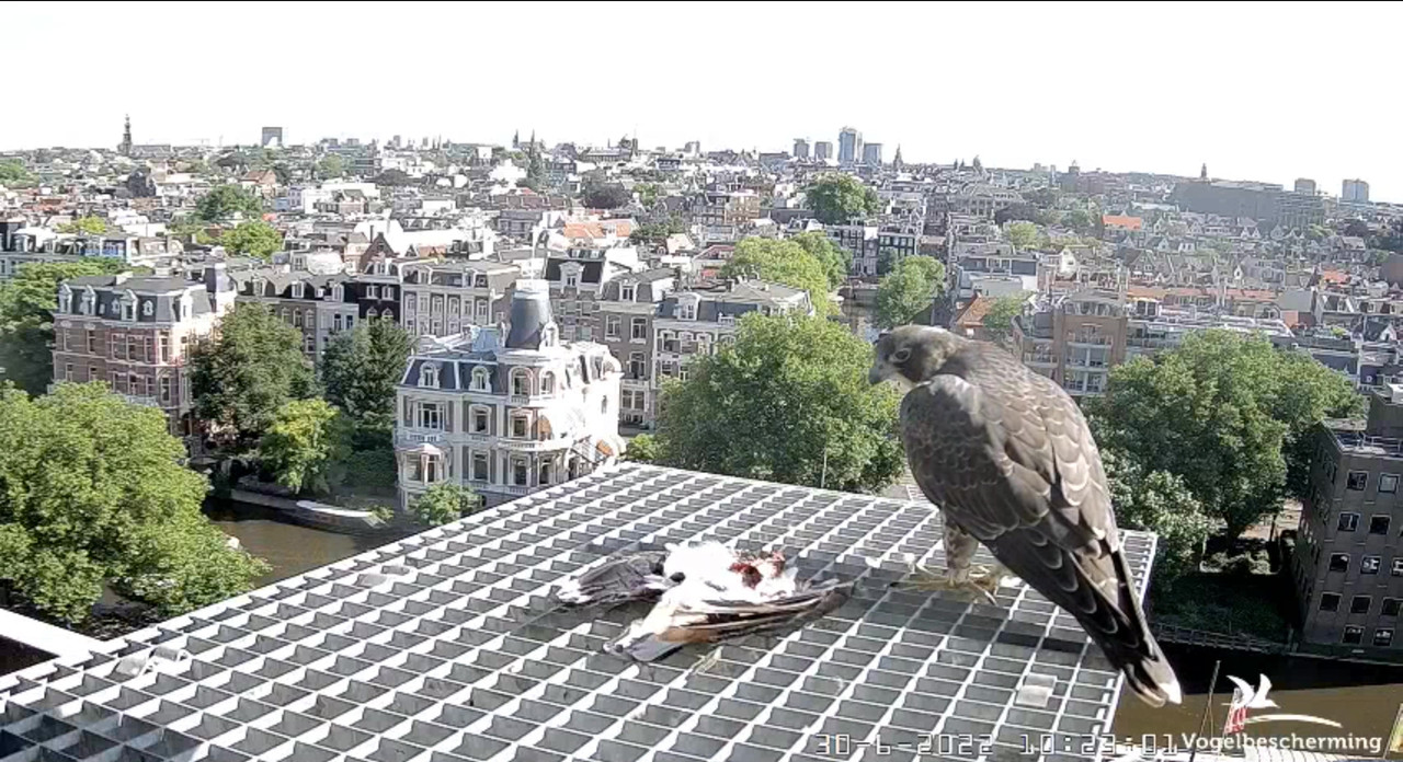 Amsterdam/Rijksmuseum screenshots © Beleef de Lente/Vogelbescherming Nederland - Pagina 34 Video-2022-06-30-102452-Moment-3