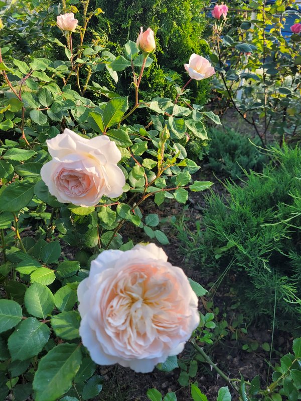 Александрин