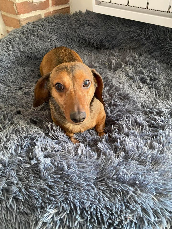 [Image: JACCOU-dit-PIGLOU.jpg]