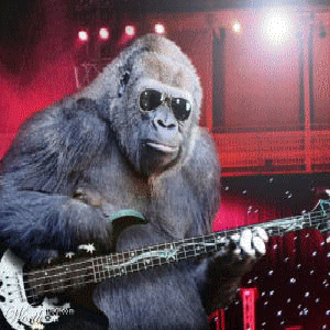 gorille 002