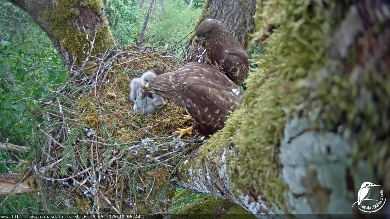 Melnās klijas (Milvus migrans) Kurzemē_ peļu klijāni (Buteo buteo) 12-30-49 screenshot