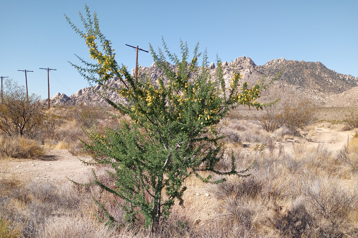 [Image: Death-Valley8.png]