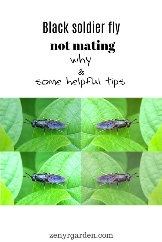 black-soldier-fly-not-mating-pin.jpg