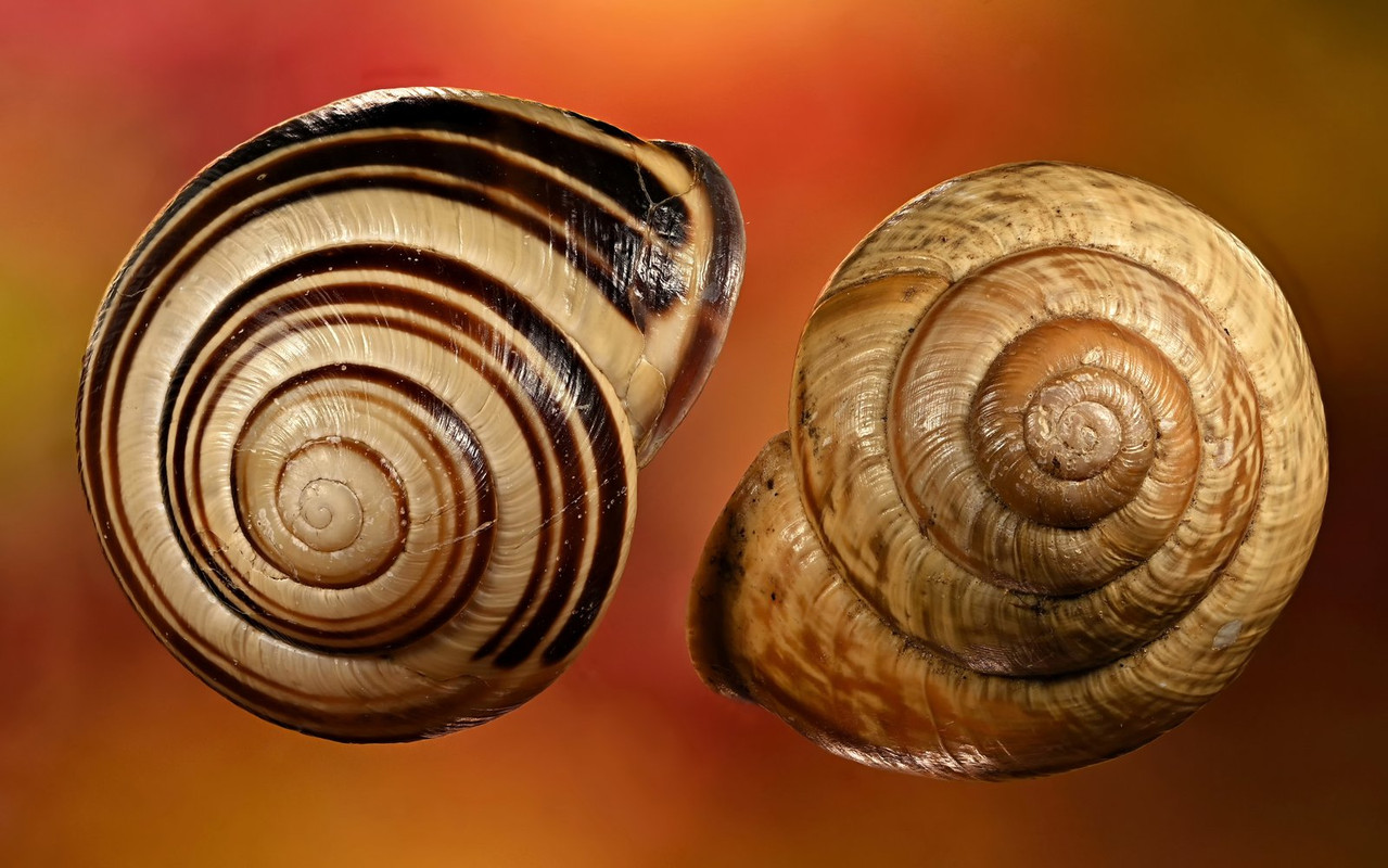 Schnecke 11 Hain-Bänderschnecke Schwarzmündige Garten Stack 30