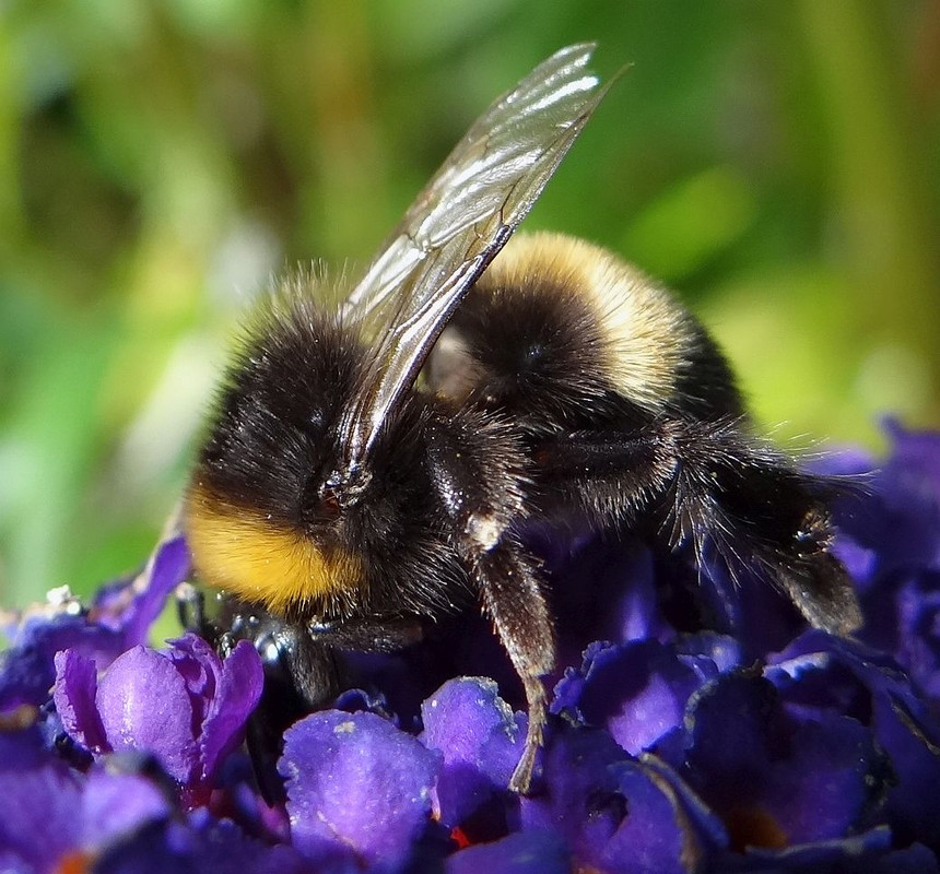 BUDDLIA BUMBLE 28 020823 — Postimages