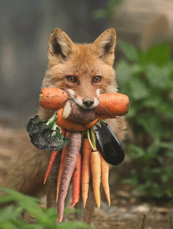 PsBattle Fox with carrots