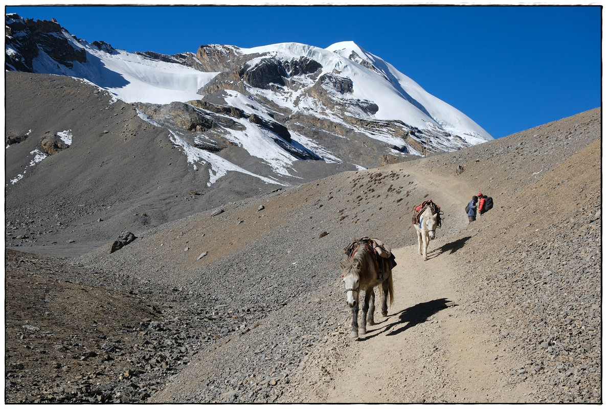 Trekking en Nepal: Annapurna Circuit y Mardi Himal - Blogs de Nepal - AC día 12: Thorong Phedi (4540 m) a Muktinath (3687 m) via Thorong La (5442 m) (7)