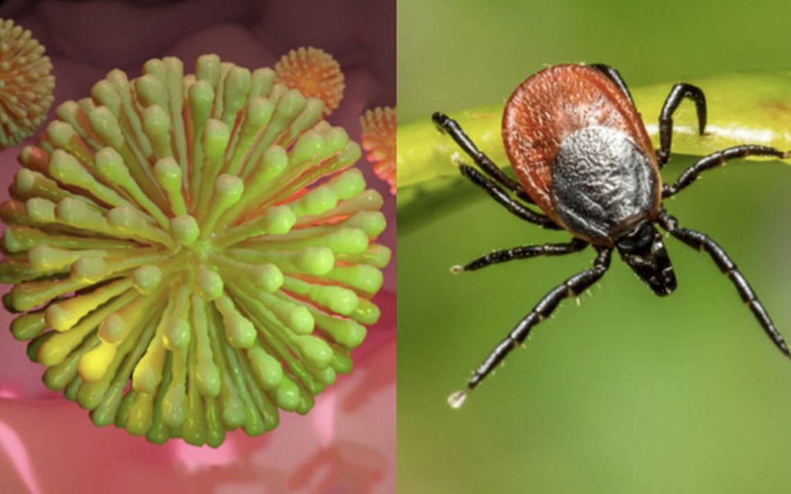 Descubren nuevo virus en Japón que se transmite por las garrapatas