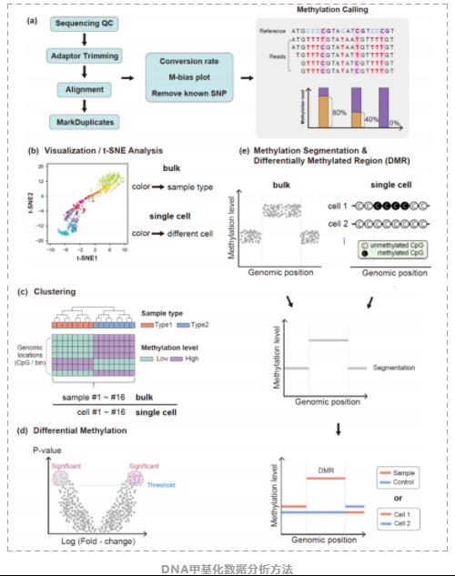 单细胞DNA甲基化研究基础篇：从实验策略到数据分析方法简介-5.png