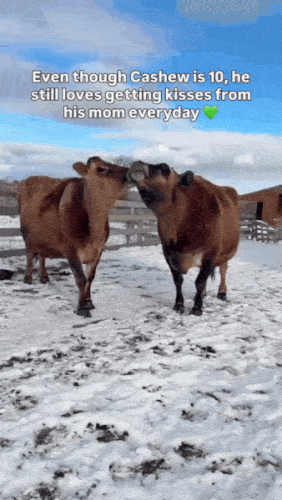 cowkissqy823xnurssg1-ezgif-com-optimize.gif