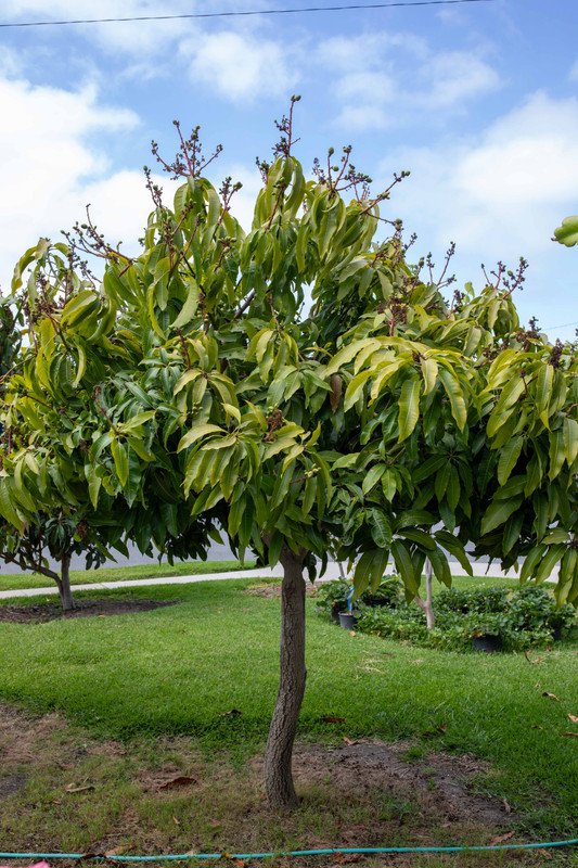 8U1A2547  Sweet Tart Mango Tree with Small Fruit at 10 AM (6-29-23)
