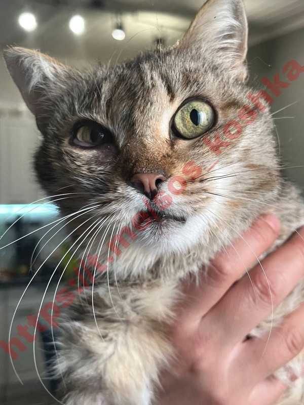 photo 5397726267404129989 y