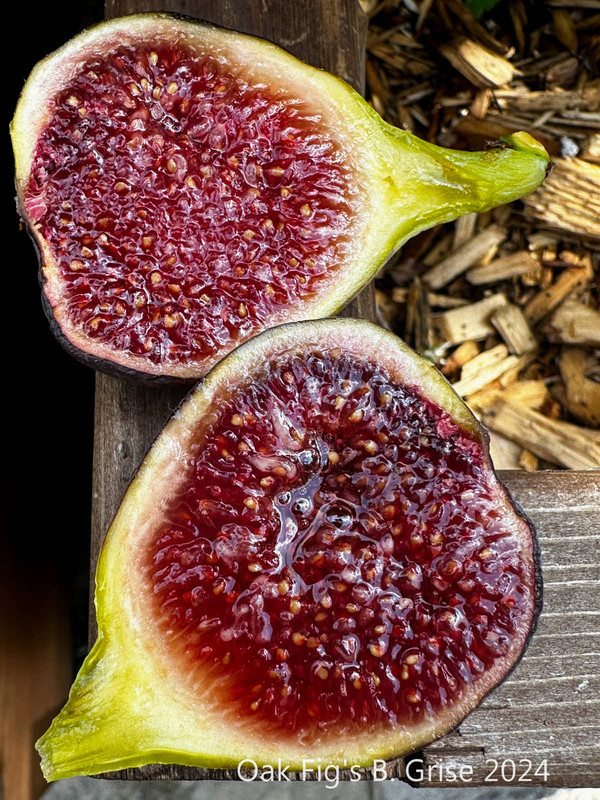figs-568.jpg