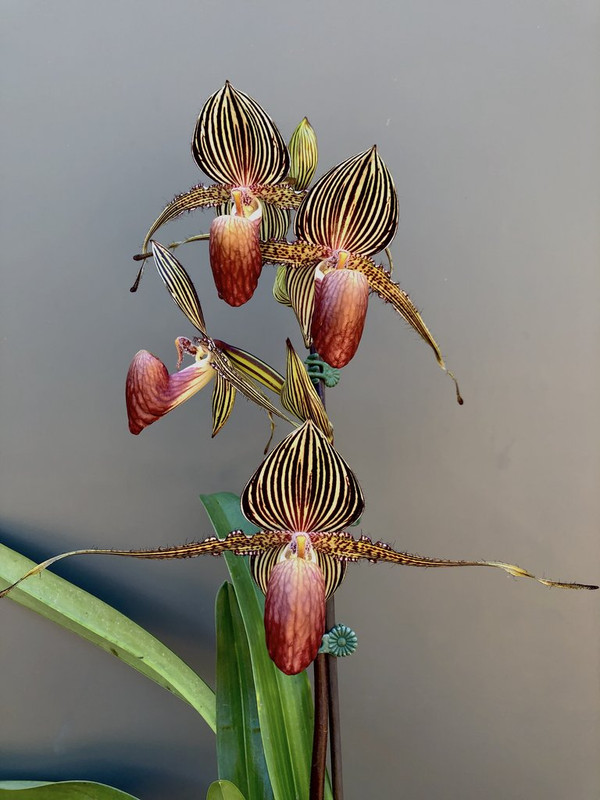 Paph rothschildianum | Slippertalk Orchid Forum