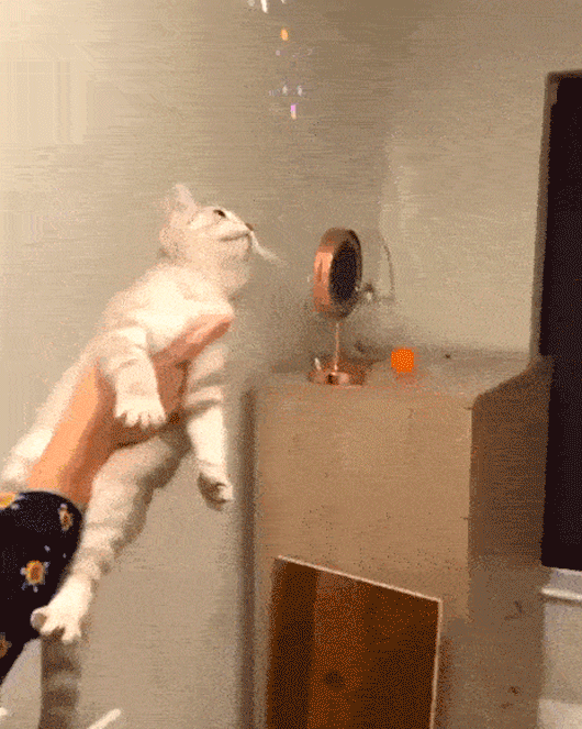 32.gif