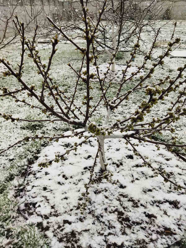 зображення_viber_2025-04-07_09-41-52-754