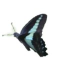 butterfly.png
