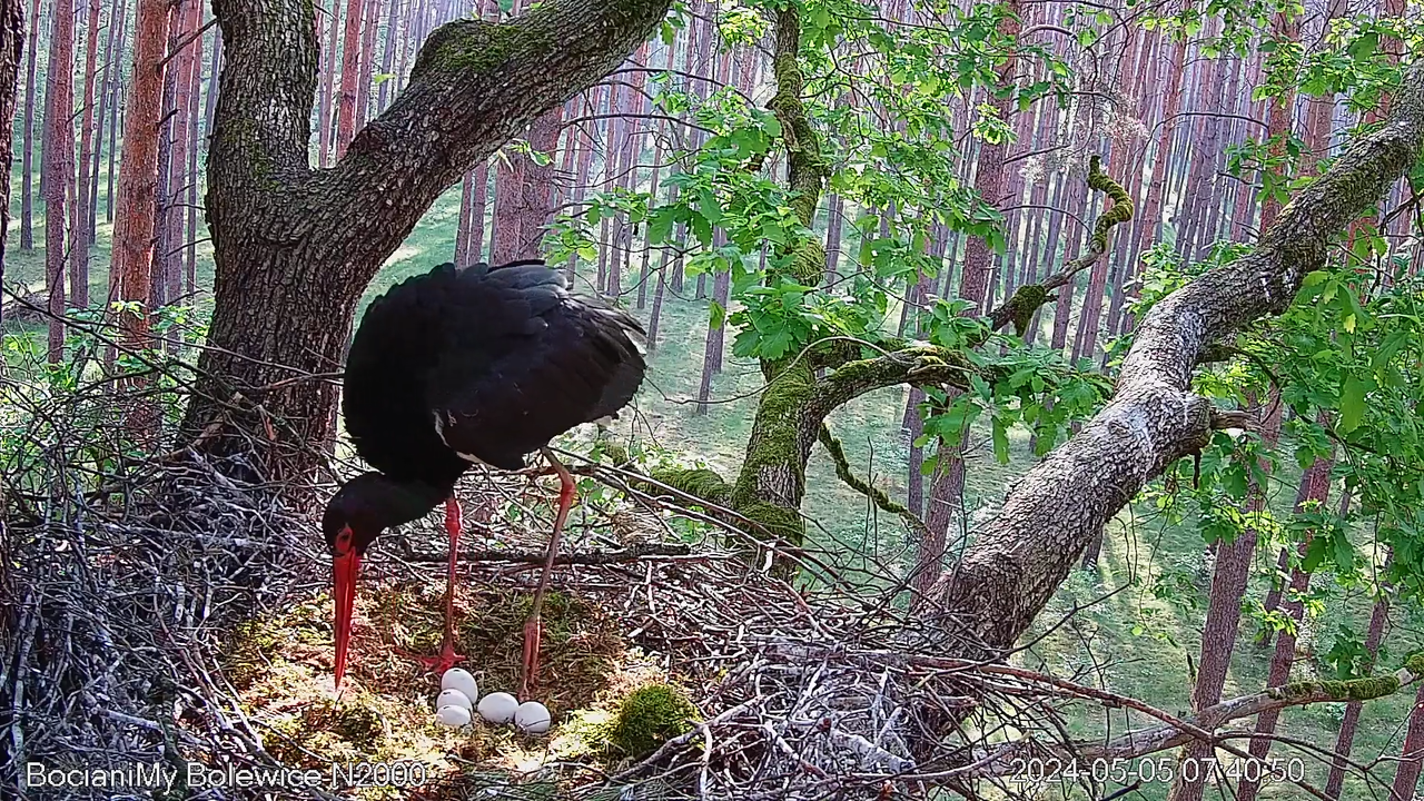 4 dziurki - początek cudu natury w Bolewicach 4 holes - the beginning of natural wonder in Bolewice 