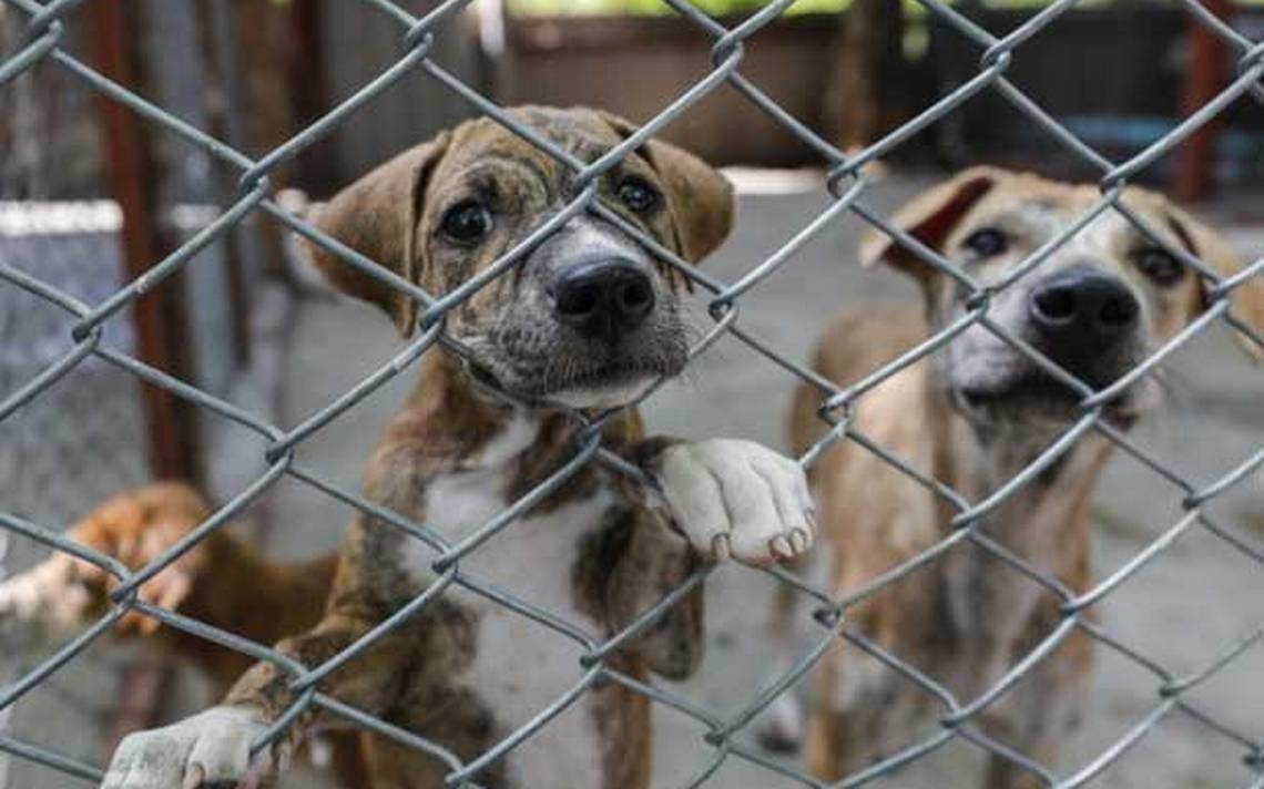 Captan a hombre pateando salvajemente a un perro; dueña asegura recibir amenazas