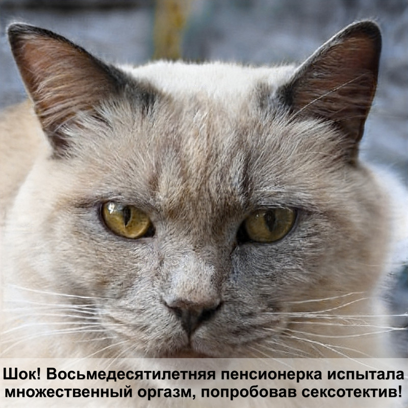 кошка с голубыми глазами