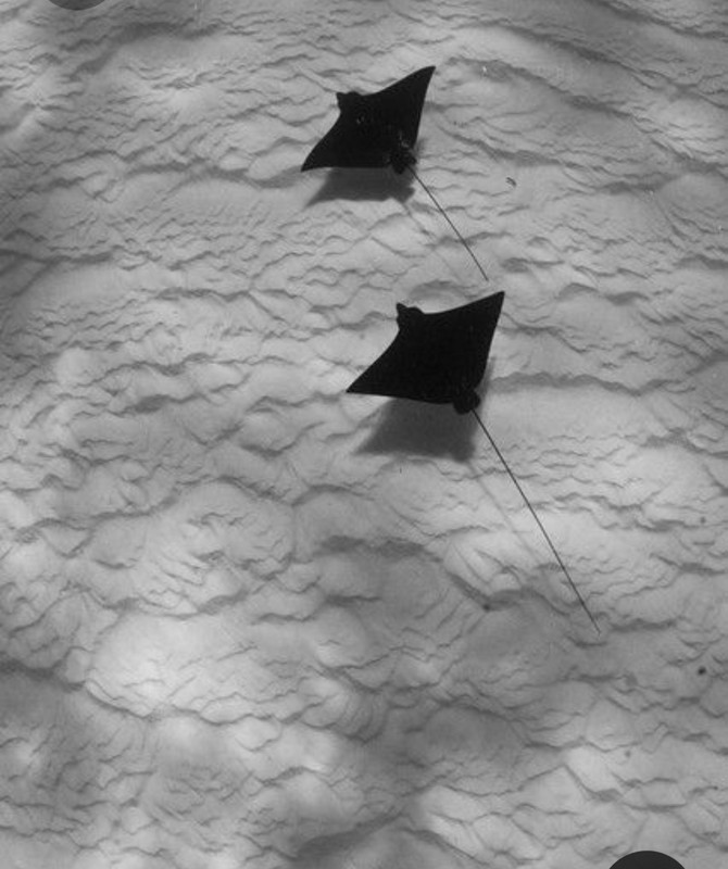 Screenshot_20230324_232041_Pinterest