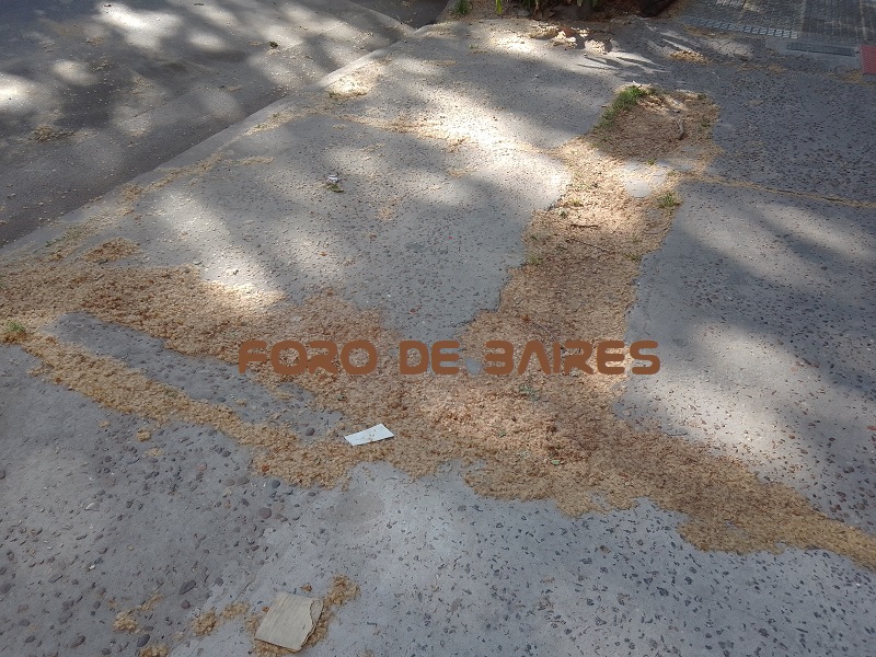 fotoarbolplatano3