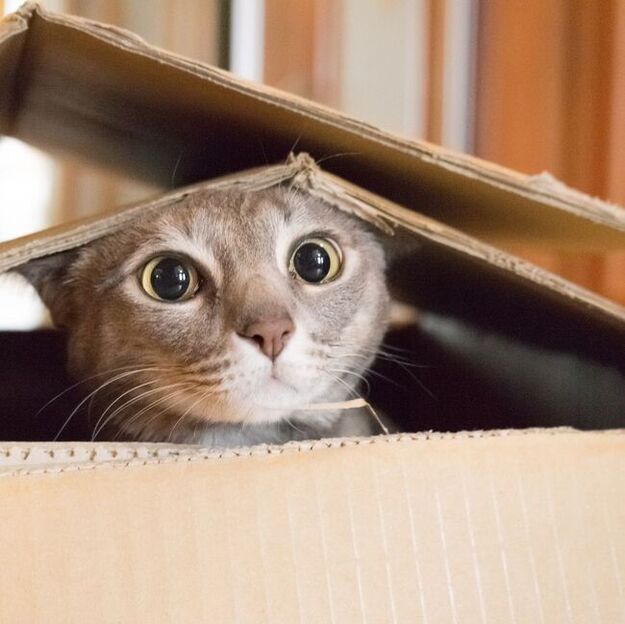 cat-in-1box563551842.jpg